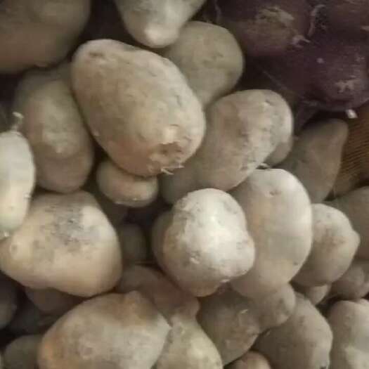 临洮县土豆