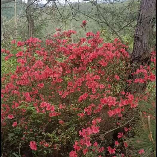 石城县杜鹃，映山红，有的老板欢迎合作