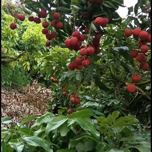 容县仙进奉荔枝树苗，迟熟，果大肉厚小核经济价值高