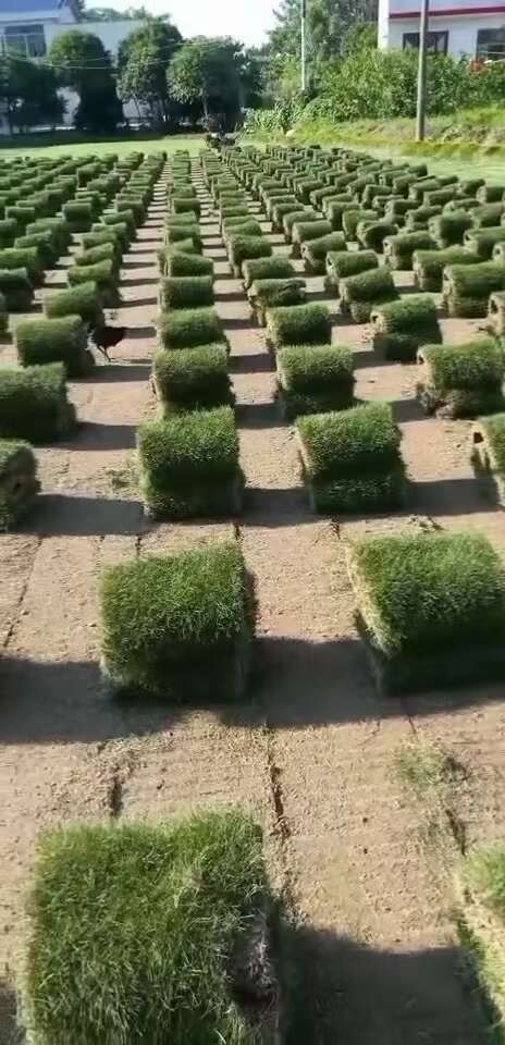 马尼拉草皮  马尼拉