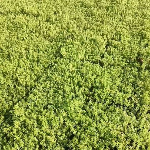 常州佛甲草托盘