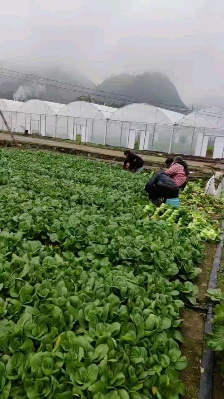 上海青
