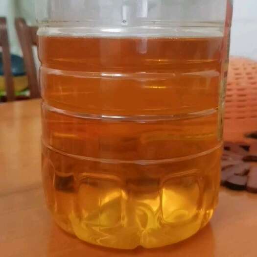 玉林野生茶子油，60年野生茶果树。