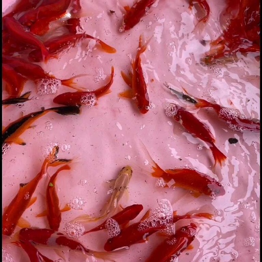 南宁红鲤鱼苗，一手货源，场地直销