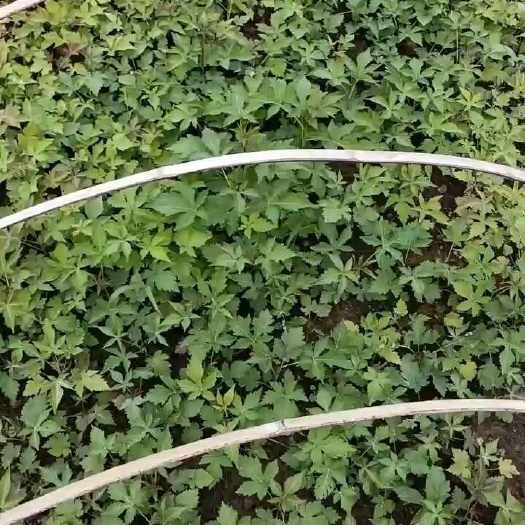新昌县五叶七叶覆盆子裸根小苗每棵0.8元。杯苗(小苗)每杯3元