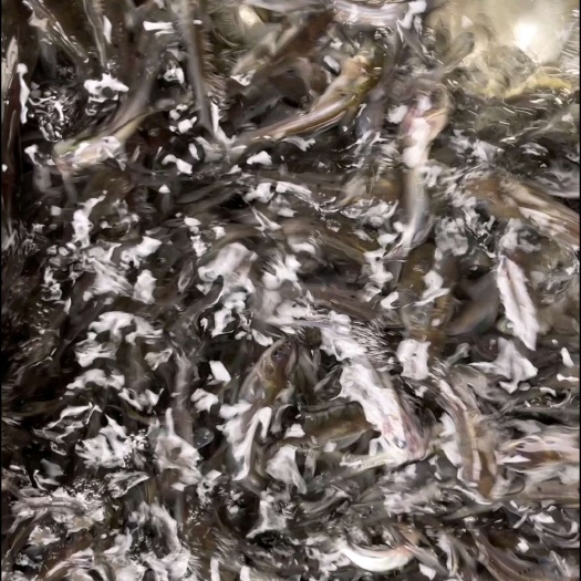南宁叉尾鱼苗，活力生猛，规格均匀，养殖周期短