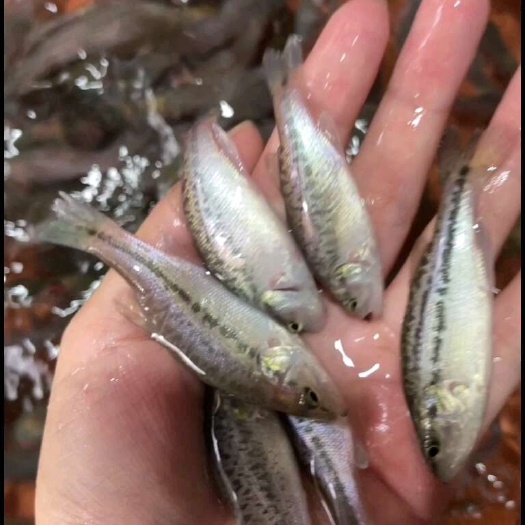 南宁鲈鱼苗，品种优良，规格均匀，全国各地发货。