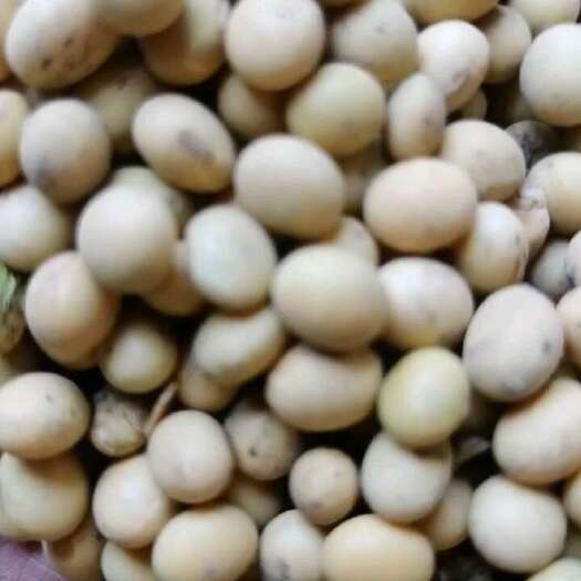 利津县东营市大豆，蛋白高质量好，希望大家定货。