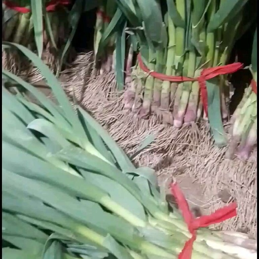 丰县红根蒜苗