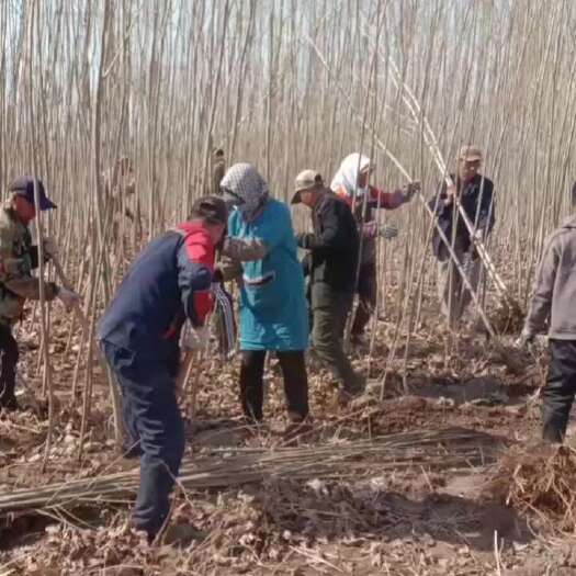 沈阳一年生优质杨树苗