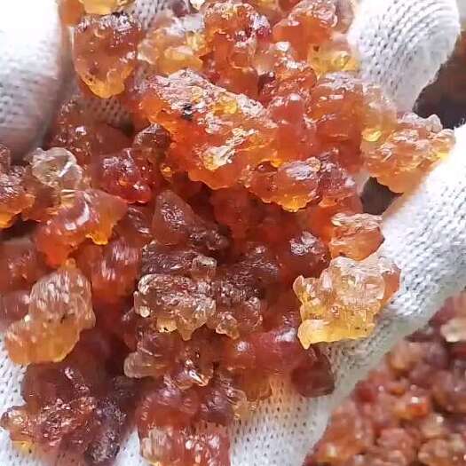 随县《爆款》随县小新桃胶产地批发