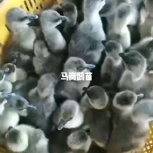 南宁马钢鹅苗