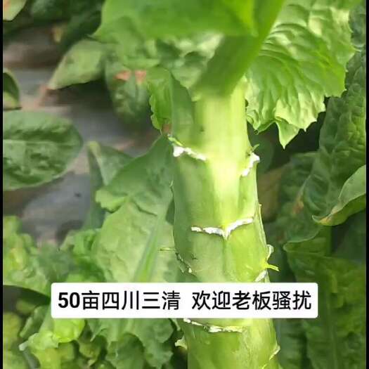 简阳市三青莴笋