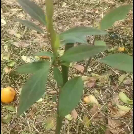贺州改良木姜子山苍子山胡椒苗