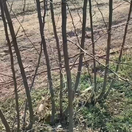 冠县梨园乐  孙海山农酥梨苗