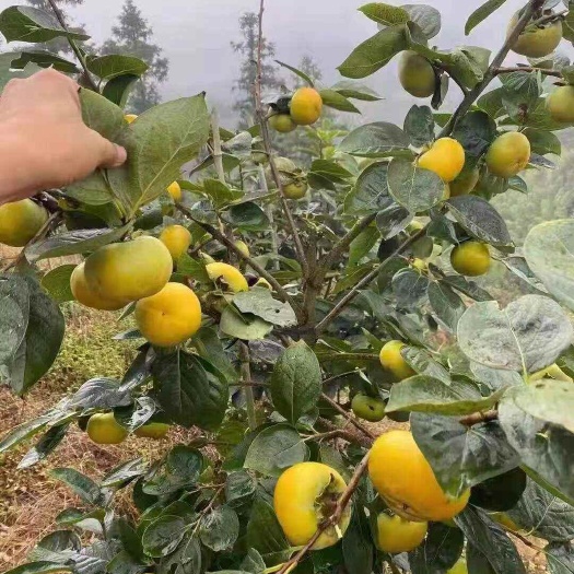 鄱阳县脆甜爽口甜脆柿子苗