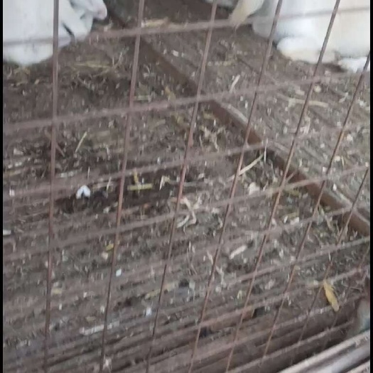 高密市白山羊 公八十斤，十四一斤，