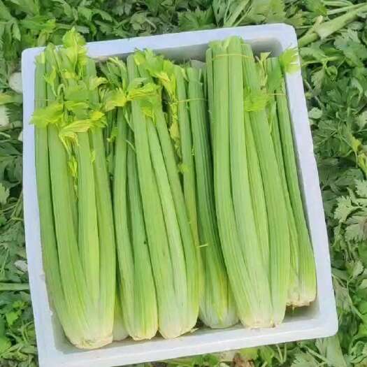 鹿邑县西芹