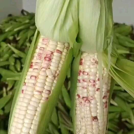 玉米