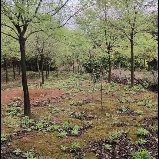 德安县朴树，朴树价格，15公分朴树，20公分朴树