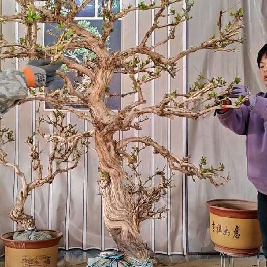 巨鹿县金银花霸气老桩造型树超大树形十公分以上
