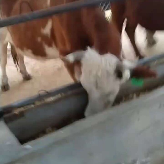 商河县活牛交易  牛肉直销