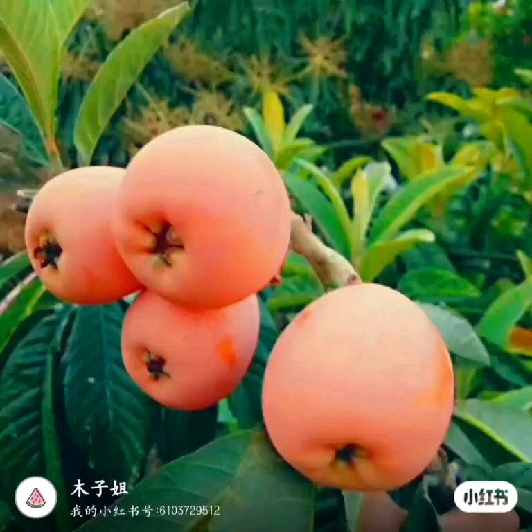 米易枇杷