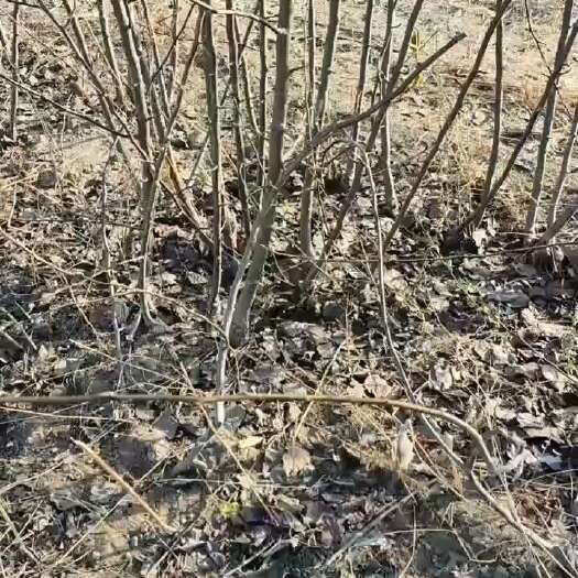 冠县梨园乐  孙海山农酥梨苗