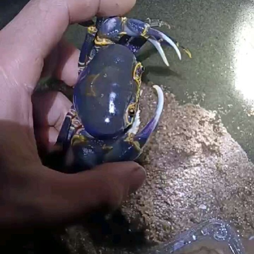 灵山县螃蟹宠物