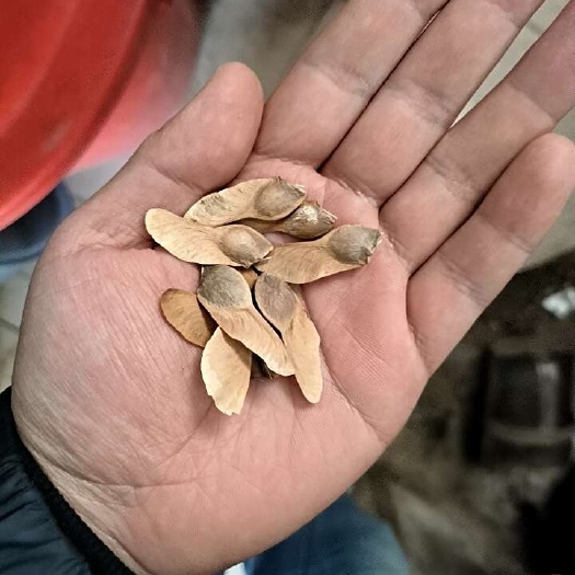 五角枫种子辽宁地产耐寒种源