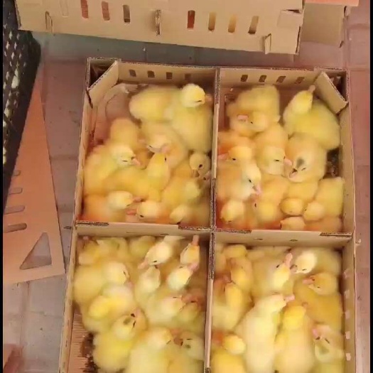 原阳县大三花鹅苗