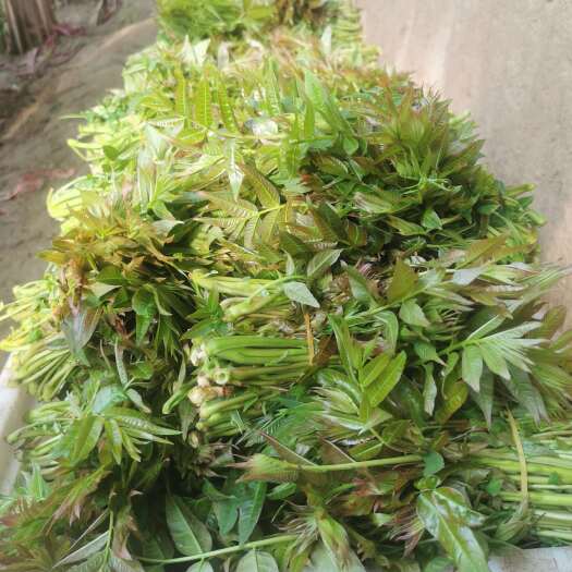 华阴市绿香椿芽