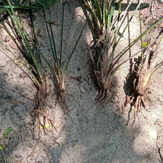 万宁市棕榈植物 批发6元一棵小的