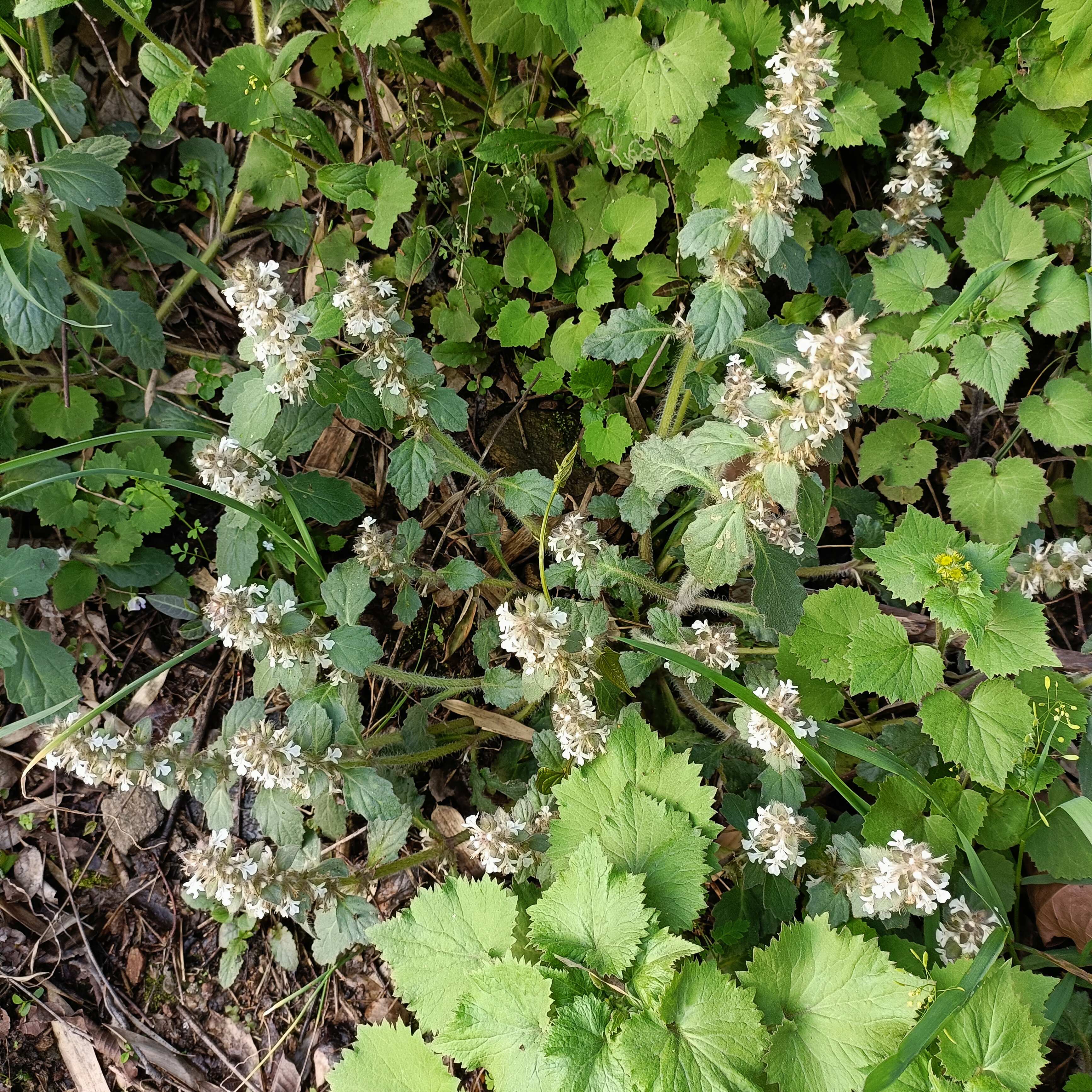 白毛夏枯草金疮小草雪里青白头翁筋骨草2024鲜货干货批发零售