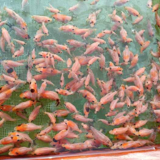 兰寿金鱼苗活鱼好养耐活鱼观赏鱼小金鱼锦鲤活鱼