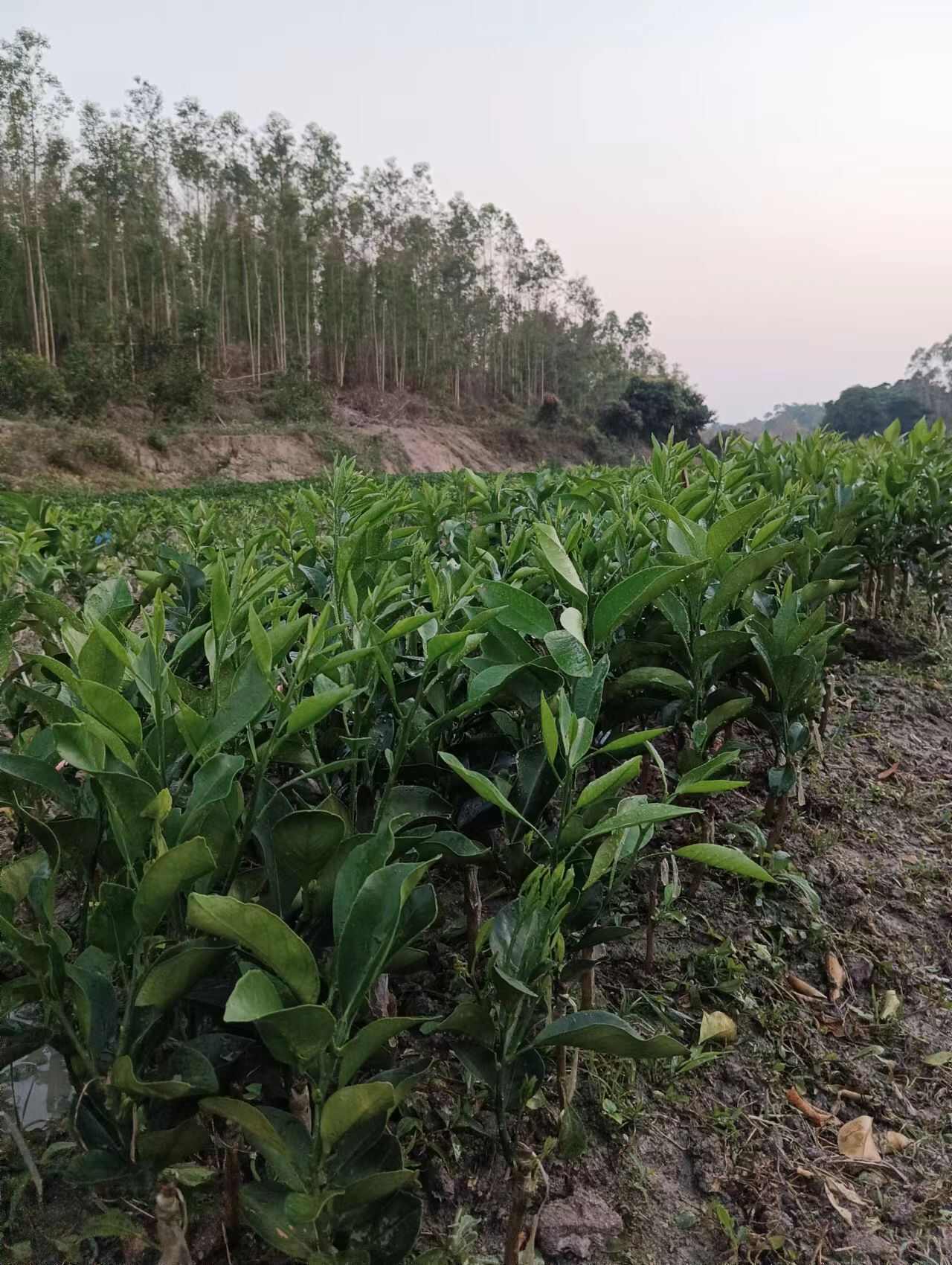 廉江紅橙苗