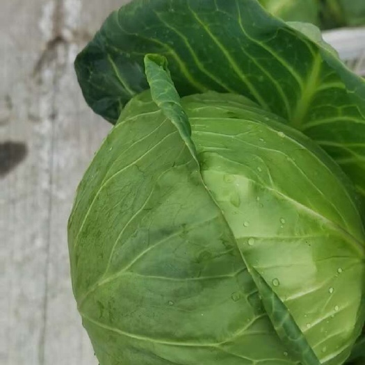 仙游县绿珠甘蓝，大量有货，价格不高，需要的联系