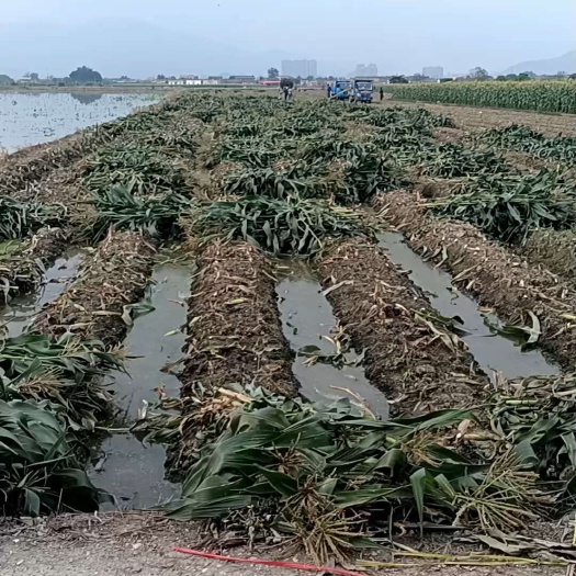 海丰县玉米秸秆青储