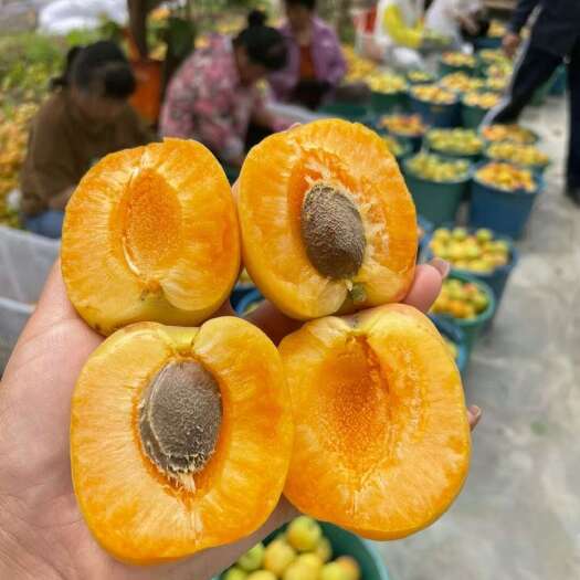 温棚里的金太阳大黄杏子成熟了，大量现货，需要的老板联系