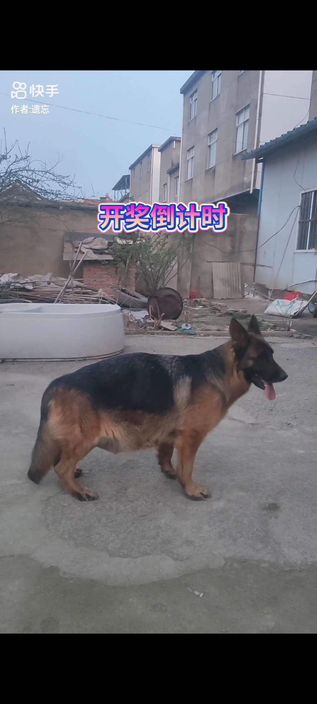 双血统德牧幼崽