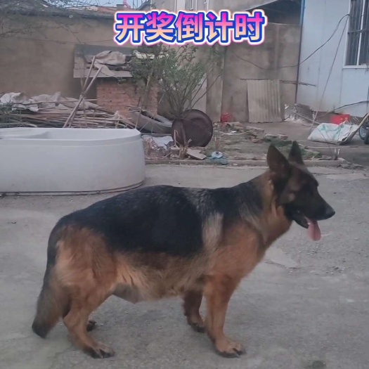 临泉县双血统德牧幼崽