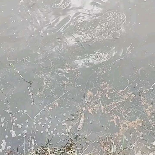 泥鳅