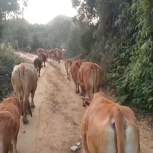 博白县放山黄牛