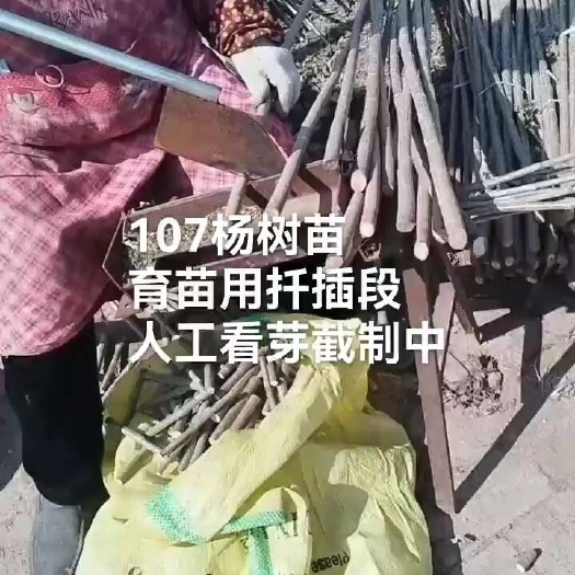 供应精品扦插段、107种条