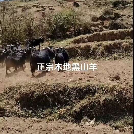 威宁县黑山羊