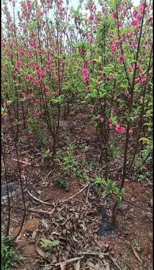 灵山县绿化桃花树！