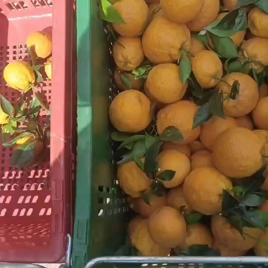 汉源县黄果柑