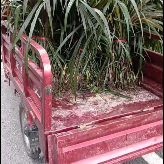 红象草幼苗多年生含糖量高养殖专用牧草