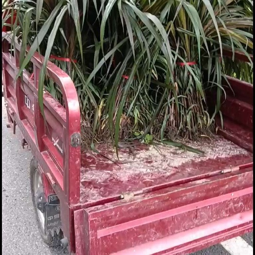 罗甸县红象草幼苗多年生含糖量高养殖专用牧草