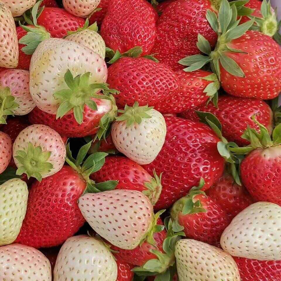 亮哥草莓采摘园